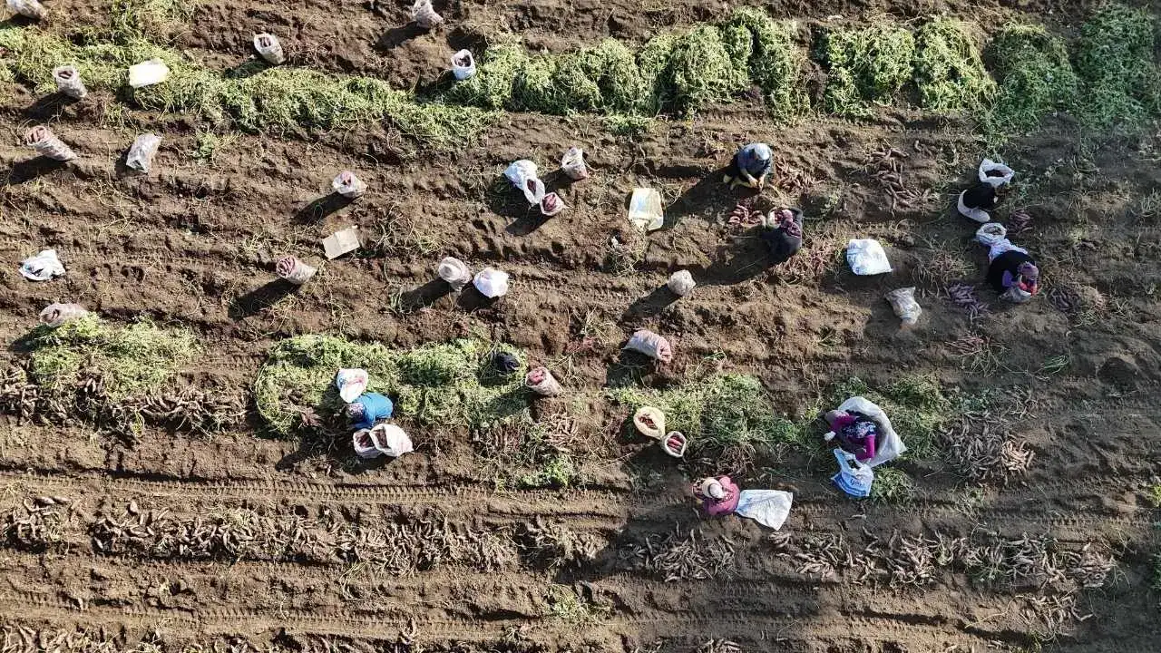 Kuraklık Vurdu, Fiyatlar Uçtu: Hatay’da Tatlı Patatesin Bedeli Katlandı! 3